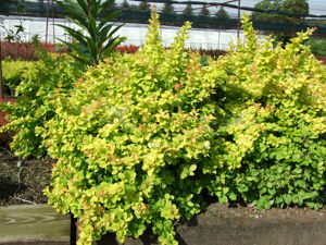 Bild von Berberis